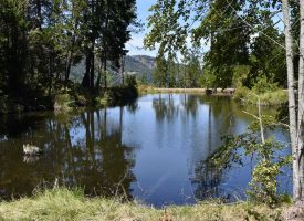 209 Acre parcels, buildable, timber, homesite, Fish stocked Pond.