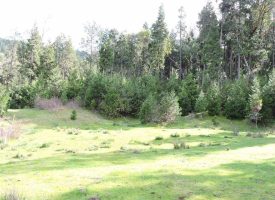 SOLD!! Boomer Hill Parcels 200 & 400 buildable, timber, hunting, recreational acreage