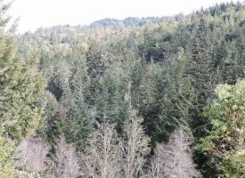 SOLD!! 160.58 acre parcel, Buildable, Recreational, Merchantable timber
